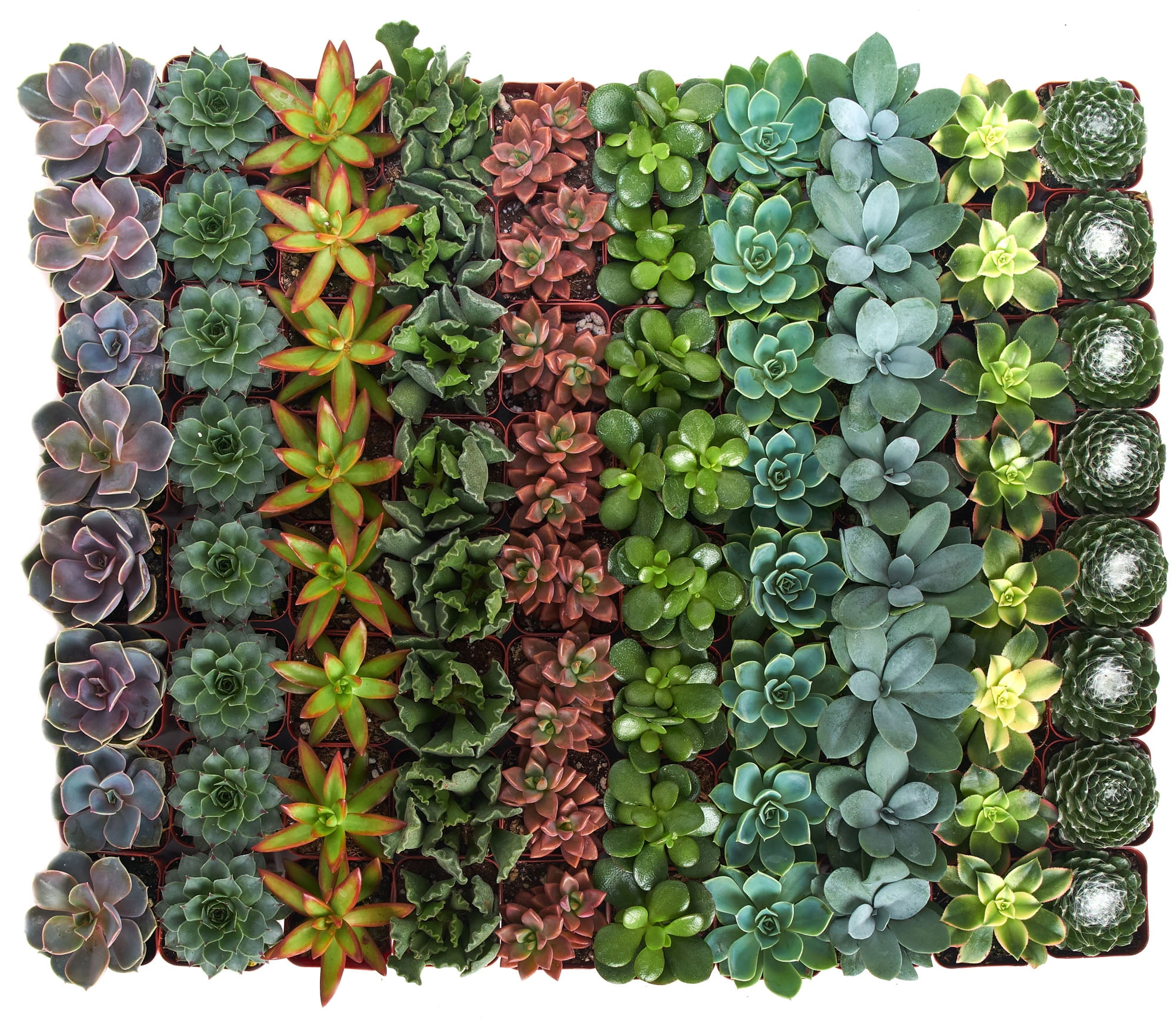 christmas succulent tree Wooden Succulent Flower Christmas Tree main image 0