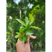 10 Laurel Oak Seedlings Saplings Small Live Plants Trees