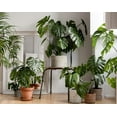 thumbnail image 3 of Monstera Deliciosa Plant 4-7" Tall for Planting, Split Leaf Philodendron, Swiss Cheese Plant Starter Plant, Tropical Houseplant, 3 of 5