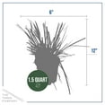 thumbnail image 4 of Live Pink Pampas Grass (Cortaderia selloana) - Showy Perennial Accent Plant - 12" Tall by 6" Wide in 1.5 Qt Pot, 4 of 6