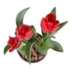 thumbnail image 4 of Tulipán en maceta 6 pulgadas, 4 of 4