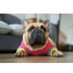 thumbnail image 3 of Greeniant Suéter de invierno de poliéster para mascotas, portátil, reutilizable, lavable, de punto, bonito, térmico, cálido, transpirable, Ropa para mascotas 3XL, 3 of 6