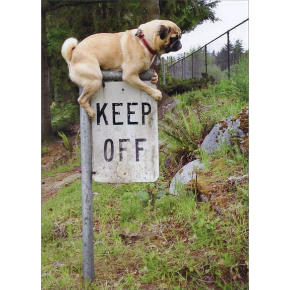 Avanti Press Pug Keep Off Sign Funny Dog Birthday Card