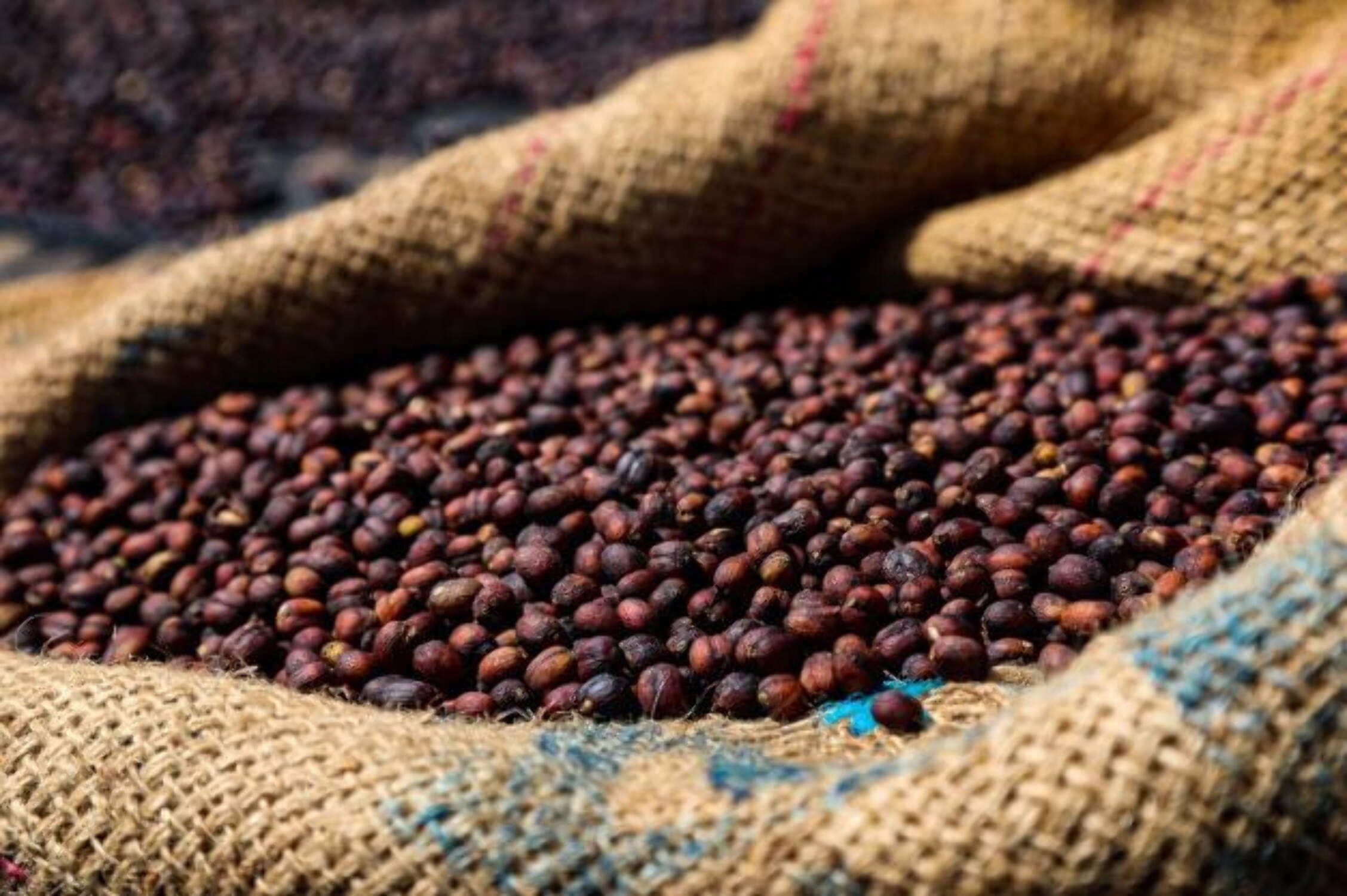 Half Caff Blend Swiss Water Coffee Whole Bean Medium Roast Organic 100% Arabica 1-Pack 2lb