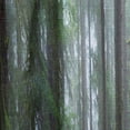 thumbnail image 4 of DESIGN ART Designart 'Hoh Rain Forest' Landscape Photography Curtain Single Panel 52 in. wide x 90 in. high - 1 Panel 90 Inches, 4 of 5