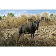 thumbnail image 2 of Hi-Line Gift 24” Standing Moose Garden Statue, Driftwood Composition, Intricate Detail, 2 of 7