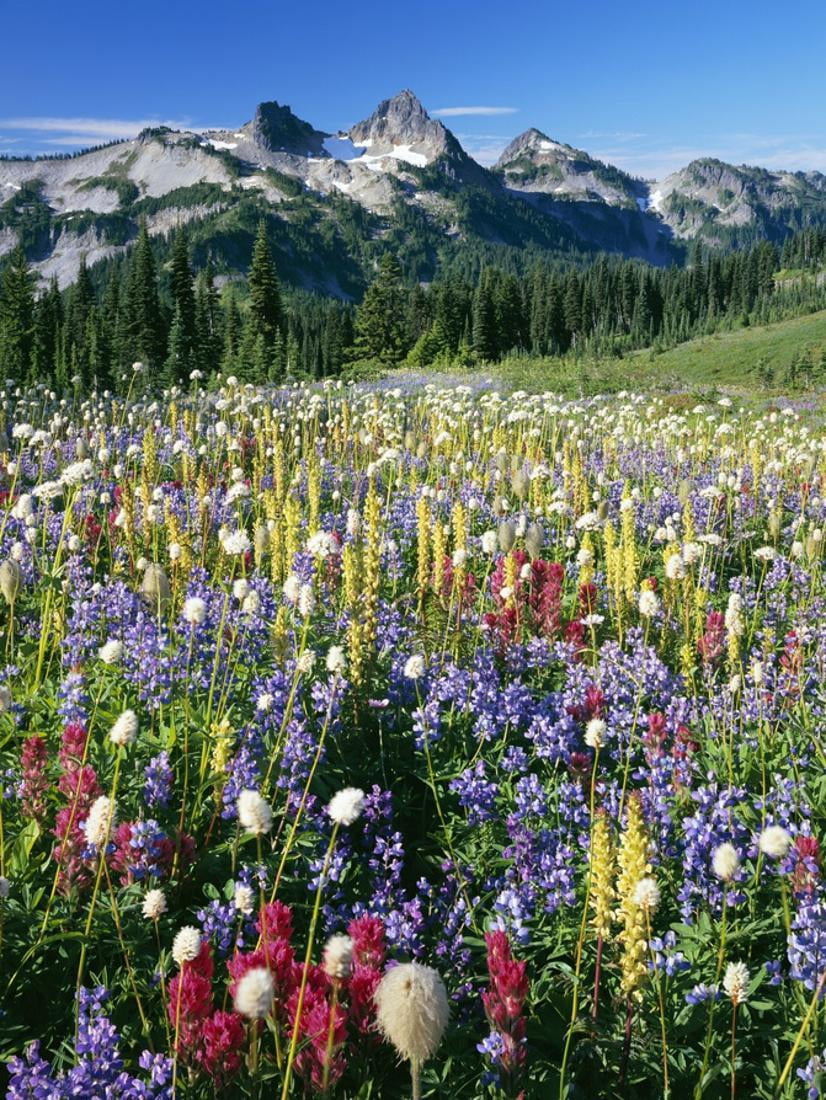 Wildflower Meadow and Tatoosh Range Mountain Flower Field Photo Print