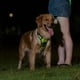 thumbnail image 5 of Arnés Luminoso para Mascotas Arnés Luminoso para Perros Correa de Pecho Ajustable para Mascotas M, 5 of 8