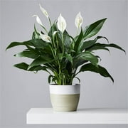 Peace Lily, Live Indoor Plant with Blooming Flowers Delivery, Easy to Grow Houseplant in Plant Pot, Mother's Day Gift for Mom, For Wife, From Daughter, Son, Room Decor, 1 Foot Tall