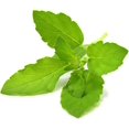 thumbnail image 2 of SHIQI-Smart Garden Holy Basil Plant Pods, 3-Pack, 2 of 4