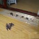 thumbnail image 1 of 1,2 m Invisible Sticky Rat Board Manta de control de ratas S Etiqueta adhesiva para ratas 5 paquetes, 1 of 2