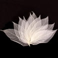 thumbnail image 2 of 50 Uds Flor Seca Magnolia Esqueleto Hoja Tarjeta Decoración Jabón Ornamento álbum de Recortes, 2 of 9