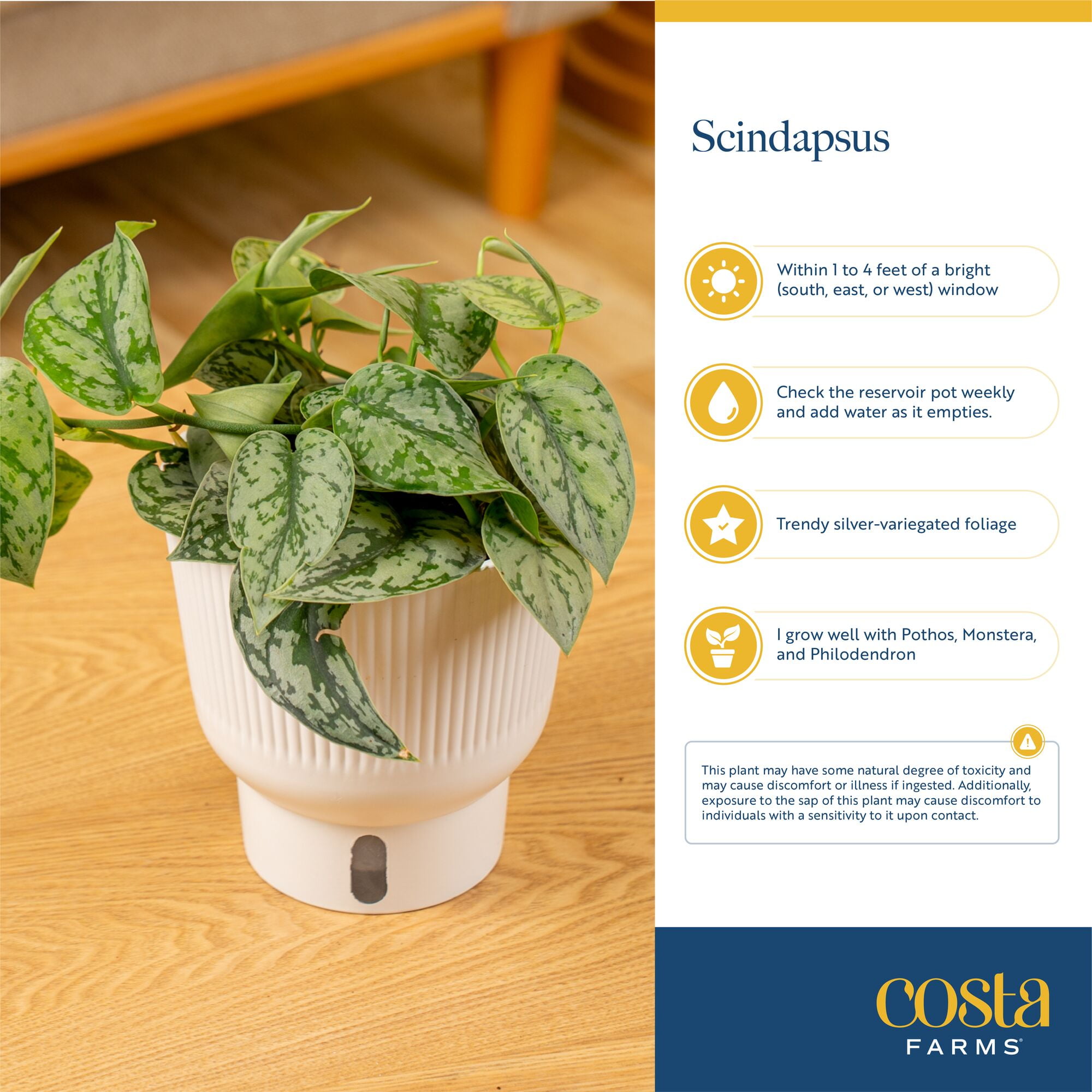 Costa Farms 10" Scindapsus Platinum Java Live House Plants in 5" Self-Watering Planter
