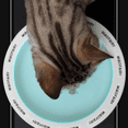 thumbnail image 2 of Fairela Lightweight Habitat Mounted Regular Ceramic Water Bowl with 1 Cat Bowl for Cats, White Chess, 2 of 7