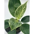 thumbnail image 2 of Philodendron Birkin, 4 inch, White Wave, Mermaid's Tail, 2 of 9