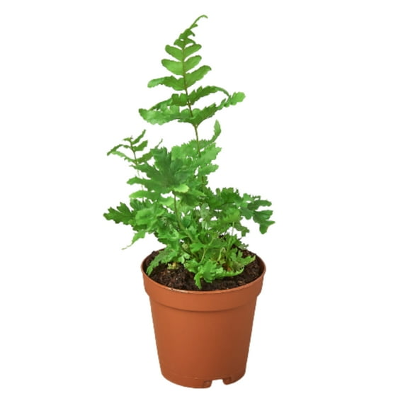 Autumn' Fern, 4" Pot, Indoor Houseplant, Easy Care, Live Plant for Indoor & Outdoor