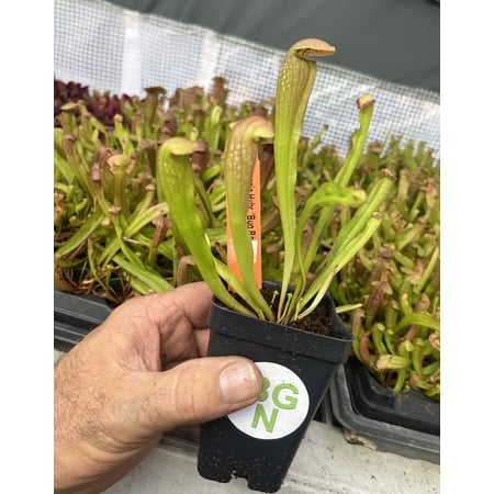 Sarracenia 'Bug?Bat' - Red-Hooded Carnivorous Pitcher Plant- Sarracenia Hybrid