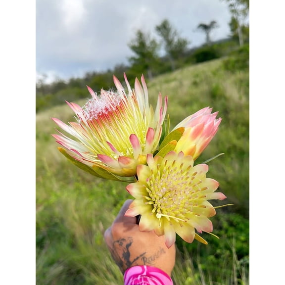 5 SUGARBUSH PROTEA Repens Yellow  Pink Huge Flower Seeds