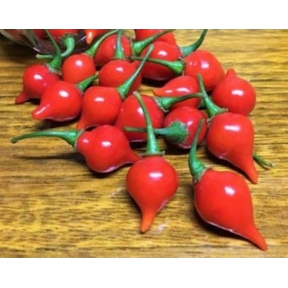 Red Biquinho Pepper Seeds/Full Sun/Perennial/30 Seeds 1/4 Gram/Zellajake Farm and Garden - B358