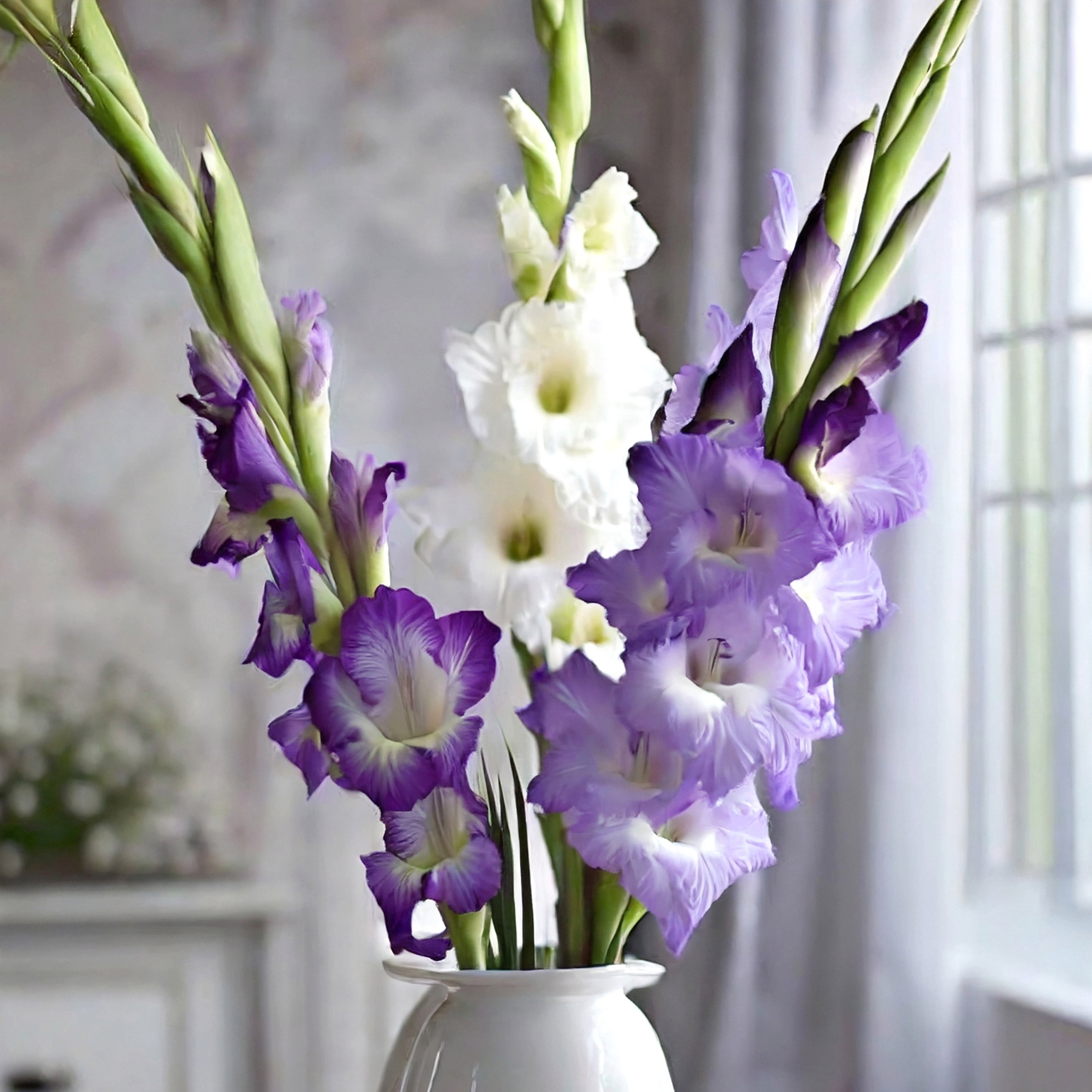 Garden State Bulb Purple Milka Gladiolus Flower Bulbs, Spring Planting (Bag of 60)