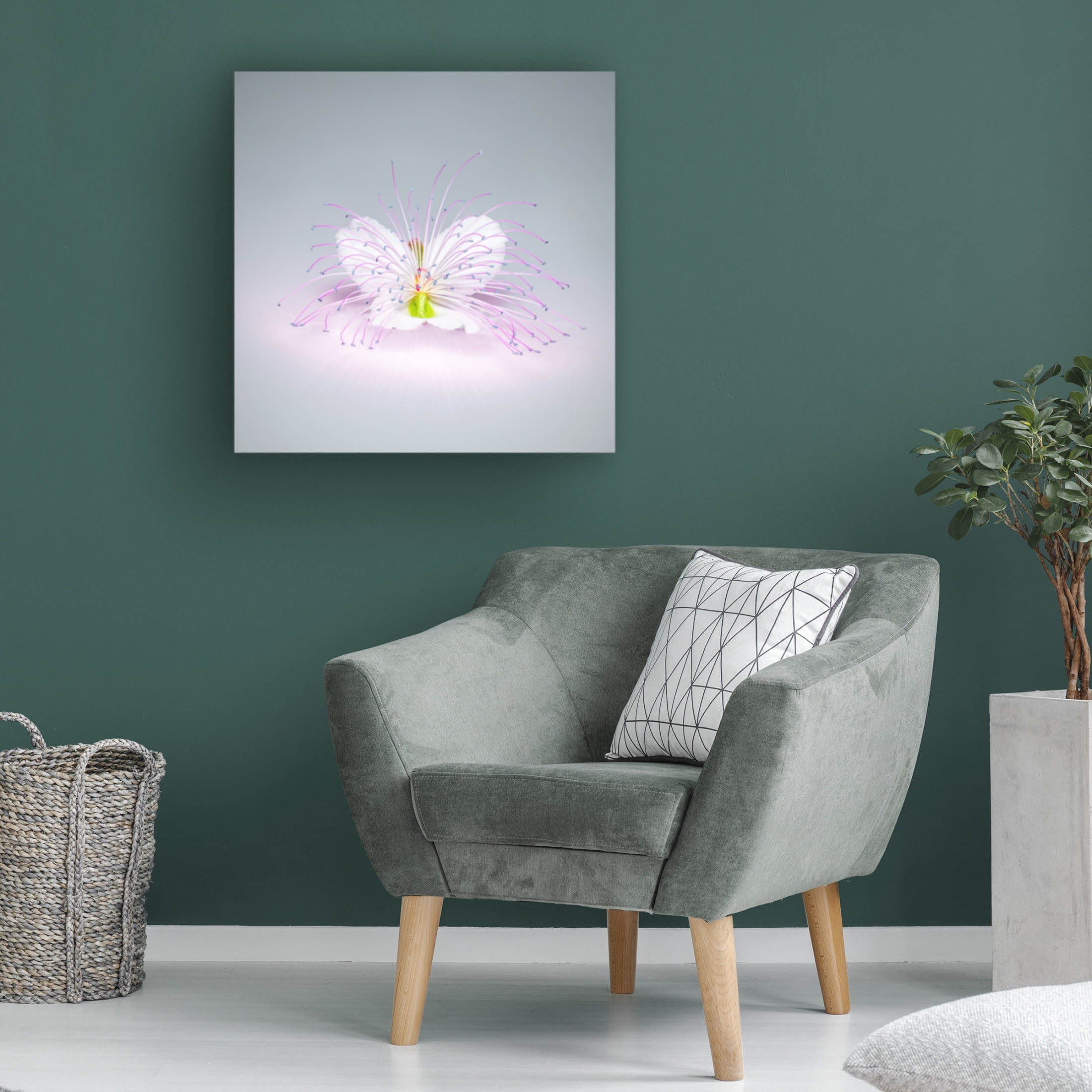 Canvas Wall Art - Rico Cavallo 'Caper Flower' Wall Art for Living Room, Bedroom, or Office Décor by Trademark Fine Art - 14 x 14 Inches