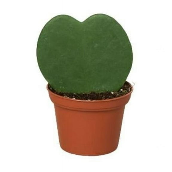House Plant Dropship 3-HOYA-HEART 3 in. Hoya Sweetheart Pot