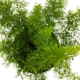 thumbnail image 5 of Foxtail Fern, 4 inch Asparagus densiflorus, Fluffy Perennial Evergreen Herb Pine Needle-Like Leaves, 5 of 7