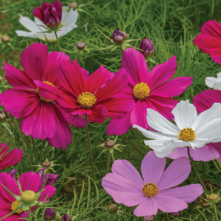 Ferry-Morse 300MG Cosmos Dwarf Sensation Mix Annual Flower
