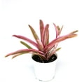 thumbnail image 2 of Neoregelia Donger Live Houseplant, 4" Pot, 2 of 2
