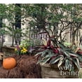 thumbnail image 2 of Nature's Way Farms Stromanthe Triostar Live Plant in Grower Pot (18-24 in. Tall), 2 of 5
