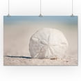 thumbnail image 2 of Sand Dollar on Beach (24x36 Giclee Gallery Art Print, Vivid Textured Wall Decor), 2 of 3