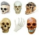 thumbnail image 1 of Inteprter Modelo de resina de cráneo humano tamaño real 1:1 esqueleto realista anatómico marrón 1 Decoración del hogar Calavera amarilla, 1 of 6