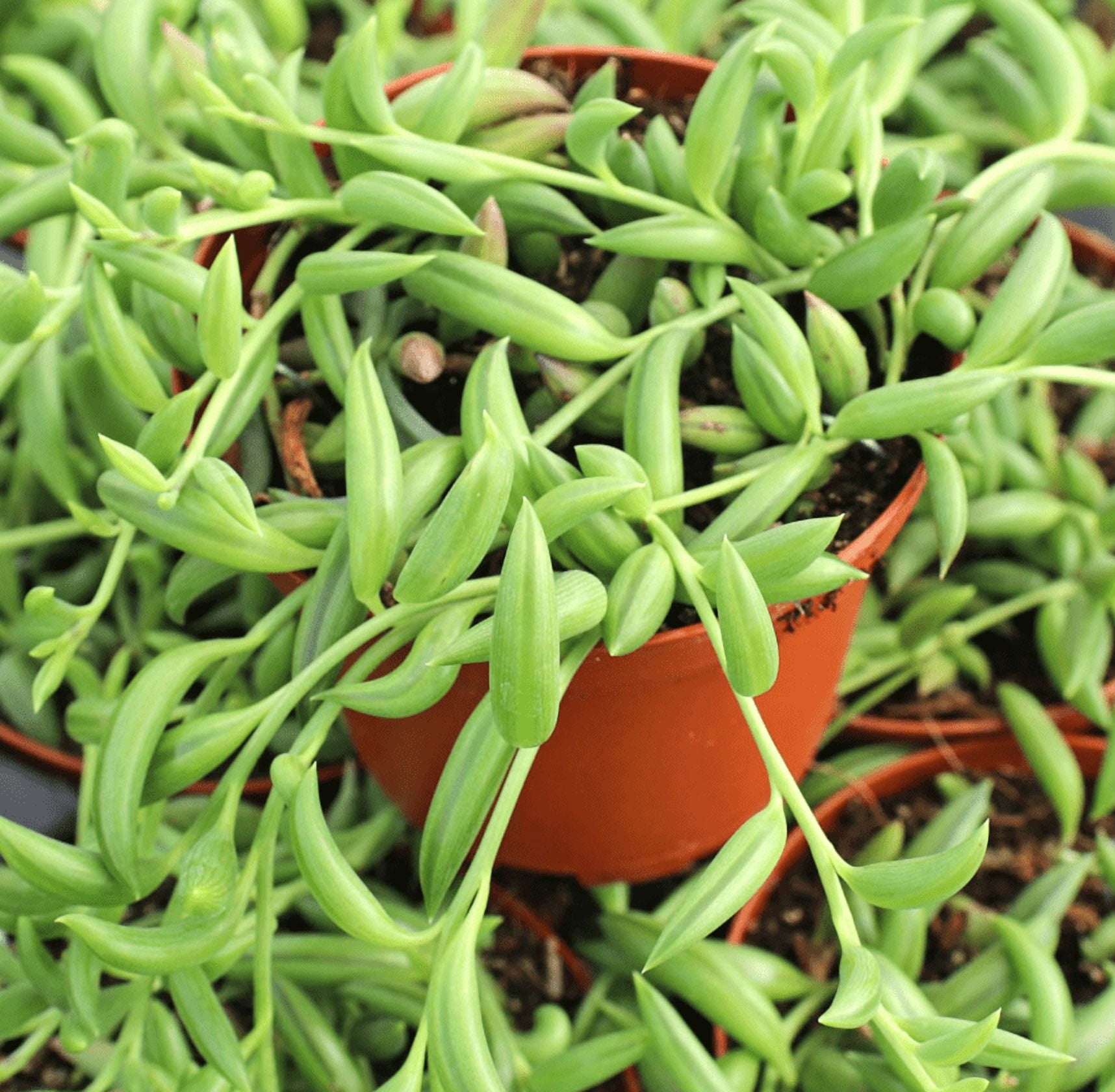 String Of Bananas Plant Live for Planting - Banana Vine Plant - Trailing Succulent Plant for Indoor Outdoor in 4 Inch Pot