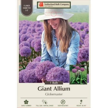 Globemaster Allium - Flowering Onion - 20/22 cm - 1  Bulb