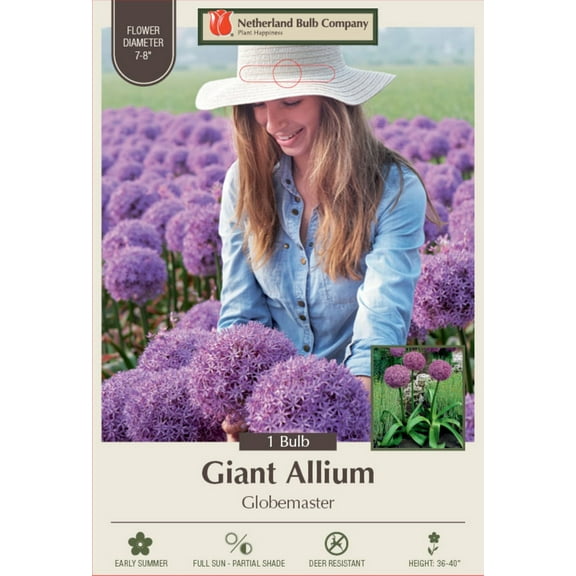 Globemaster Allium - Flowering Onion - 20/22 cm - 1  Bulb