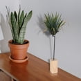 thumbnail image 4 of 3 Pcs Support Tillandsia Hôtel Bois de Fer Multi, 4 of 8