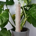 thumbnail image 3 of 6 Pcs 24 inch Plastic Moss Pole for Plants Monstera, Jorking 6×24'' Plant Poles for Climbing Plants, Plant Support for Indoor Plants Sphagnum Moss, 3 of 8