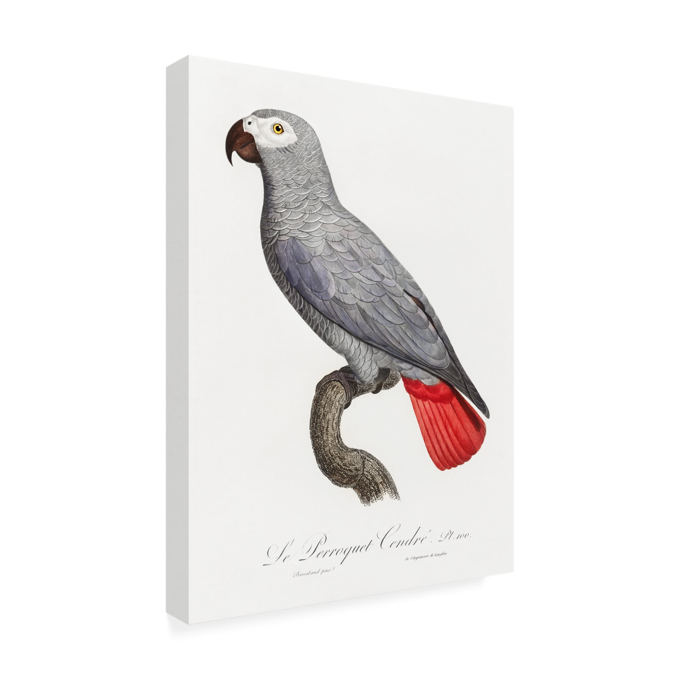 Trademark Fine Art Francois Levaillant Levaillant Parrot XII Canvas Wall Art