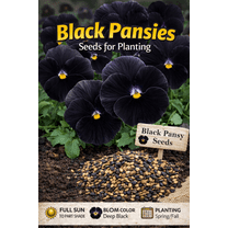 Black Pansy Seeds - 100  Seeds - Grow Stunning Black Pansies