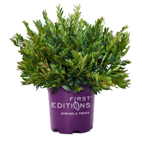 First Editions® Coppertone™ Distylium - Distylium 'PIIDIST-III' PP25,304