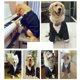 thumbnail image 2 of Trajes Para Perros Y Trajes De Bandana, Trajes De Fiesta De Bodas De Esmoquin Para Perros, Camisas Con Pajarita De Boda De Príncipe Para Perros, Disfraces Formales Para Deshierbe De Perros, Rayas Para Perros Medianos Y Grandes Rojo Verde Cocina, Decoración y Otros, 2 of 5