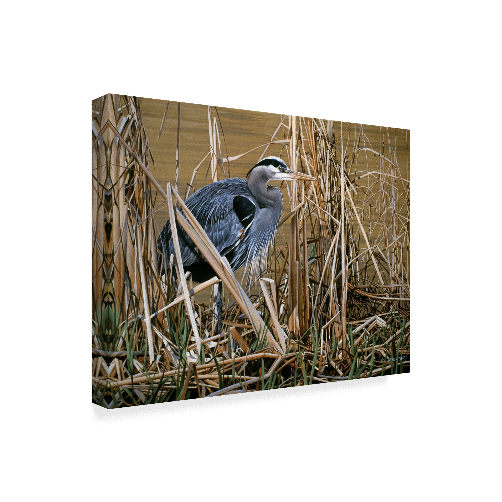 Trademark Fine Art 'Early Spring Great Blue Heron' Canvas Art by Ron Parker