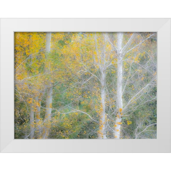 Gulin, Sylvia 14x12 White Modern Wood Framed Museum Art Print Titled - USA-Washington State-Bellevue birch trees with golden fall colors