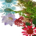 thumbnail image 3 of Flores Secas Prensadas Naturales Macarena 30 Piezas Mix1, 3 of 8