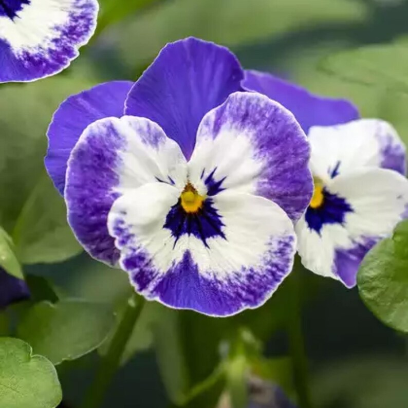 25 Sorbet Delft Blue Viola Seeds - Cold, Self-Pollinating, Draft, for Late Summer/Spring Planting