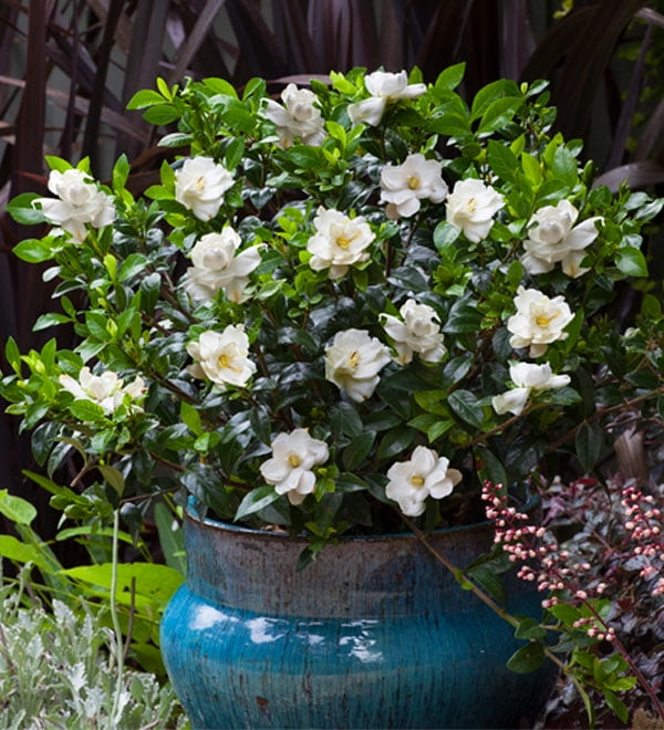 Southern Living Jubilation Gardenia Live Shrub in 2.5-Quart Grower Pot