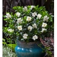 thumbnail image 6 of Southern Living Jubilation Gardenia Live Shrub in 2.5-Quart Grower Pot, 6 of 10