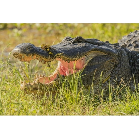 USA, Louisiana, Atchafalaya National Heritage Area. Alligator sunning in grass. Print Wall Art By Jaynes (Best Grass For Louisiana)