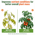 thumbnail image 2 of GS Plant Foods Organic Kelp Fertilizer Concentrated Liquid 1 Gallon, 2 of 8