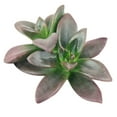 thumbnail image 4 of Echeveria Licorice (2" Clay Pot) - Rosette Succulents - Pet-friendly Succulent for Home - Live, Healthy Succulents for Gift Ideas, 4 of 4